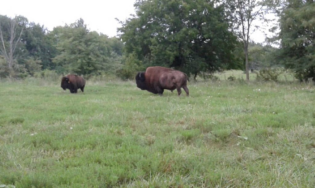 Aladdin - Bull from KC Buffalo 747 Bloodline | Missouri Bison Association