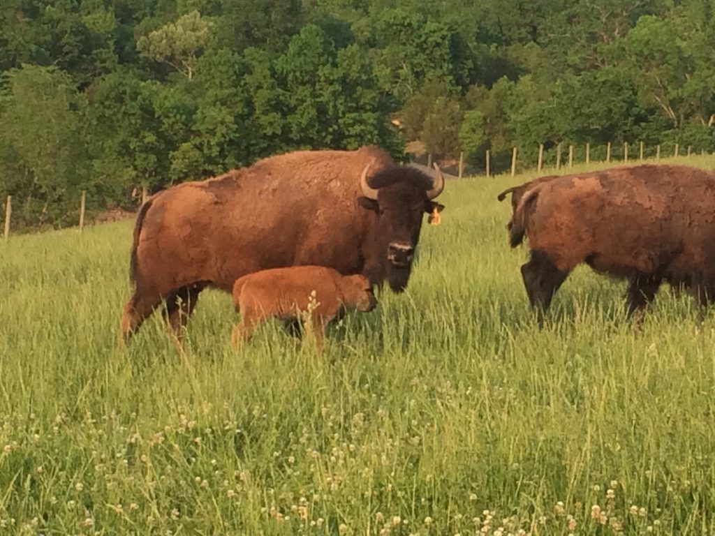 April Calves Early April calf at Ozark Bisons in Arkansas | Missouri Bison Association
