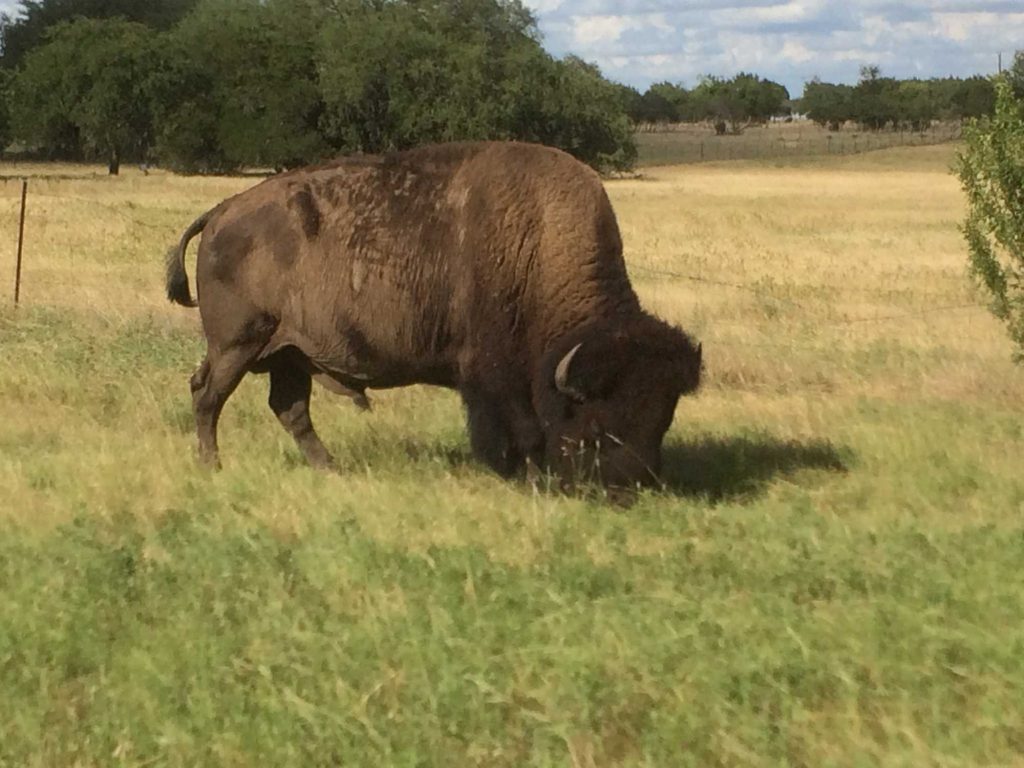 Big Easy Legacy Valley Bison - Mr. Big Bloodline and Father of Big Luke | Missouri Bison Association