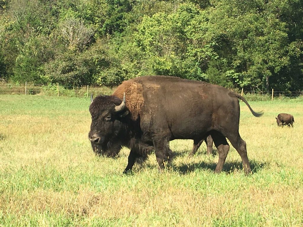 Big Luke as a 2-year-old out of Big Easy Mr. Big Bloodline | Missouri Bison Association
