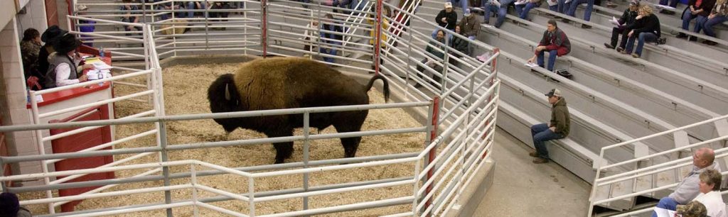 Bison Auction | Missouri Bison Association