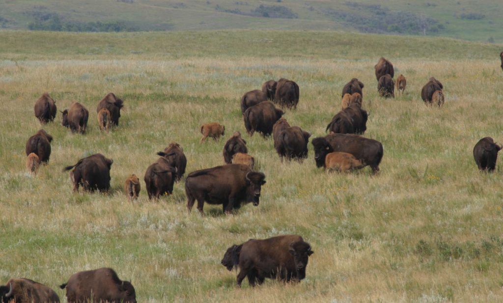 Bison in a field | Missouri Bison Association