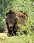 Bison in the woods | Missouri Bison Association