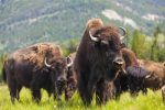 Roaming Buffalo | Missouri Bison Association