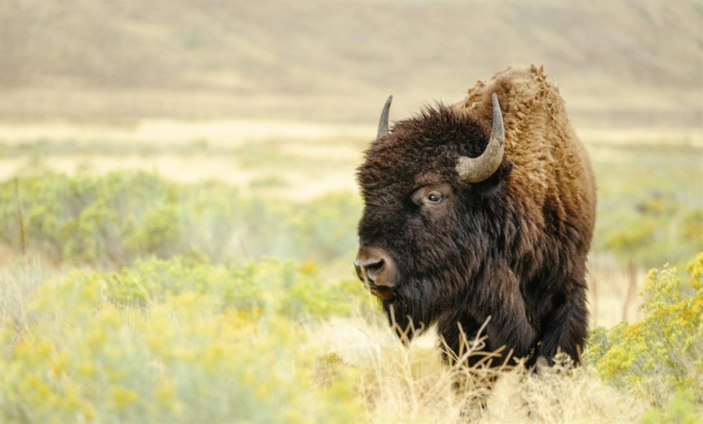 Large Bull Bison | Missouri Bison Association