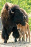 Buffalo mother and calf | Missouri Bison Association
