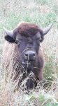 Oakcreek Bison Yearling Buffalo Bull | Missouri Bison Association