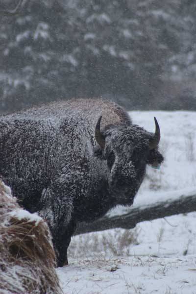 Winter Bison | Missouri Bison Association