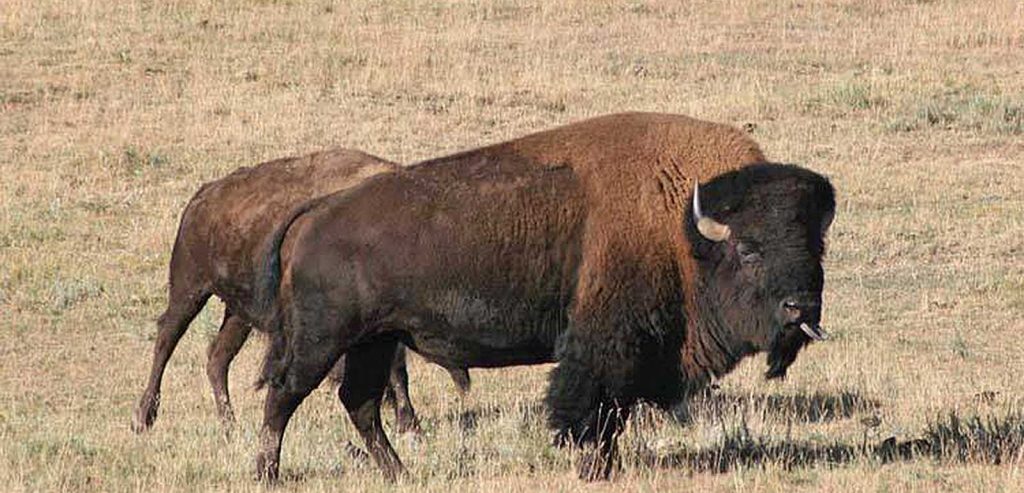Buffalo on the range | Missouri Bison Association